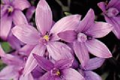 Betörende Farbenvielfalt-SW Wildflower 2.jpg